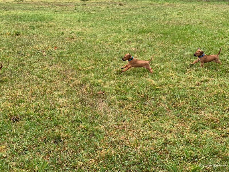 Rhodesian Ridgeback Puppies Available Now